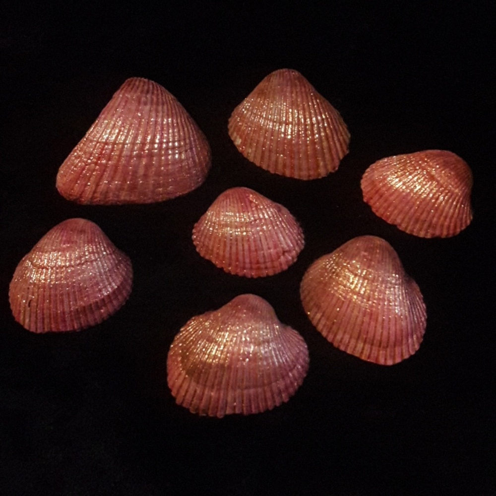 🌸Pretty Sea Shells🌸